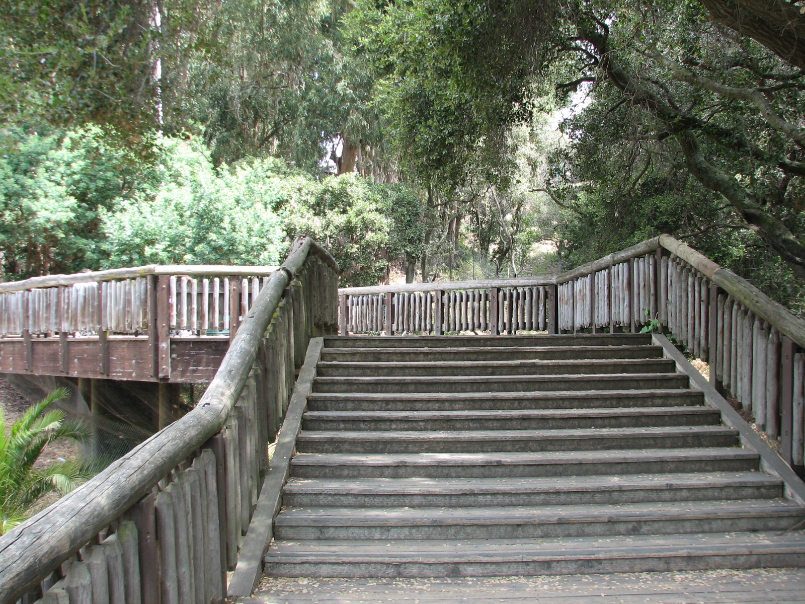 African Lion Exhibit - Deck Viewing Area