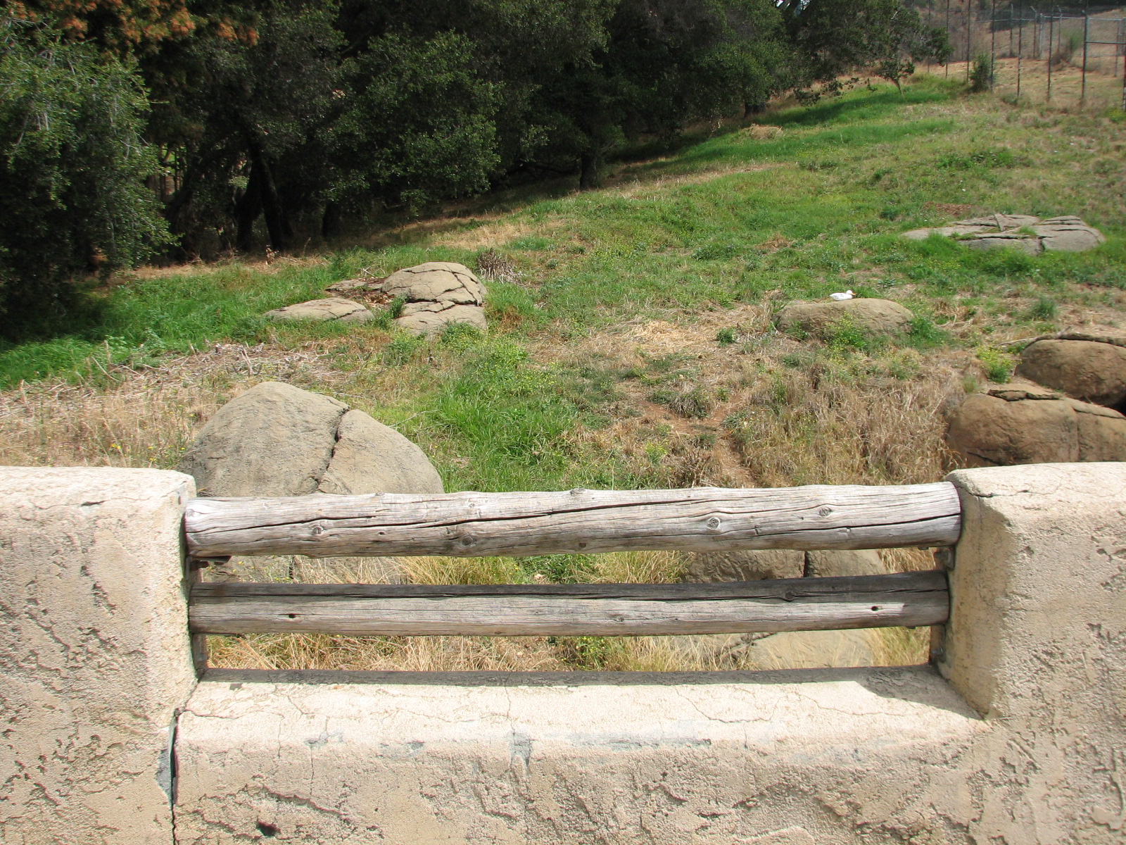 African Lion Exhibit - Grassy Hillside