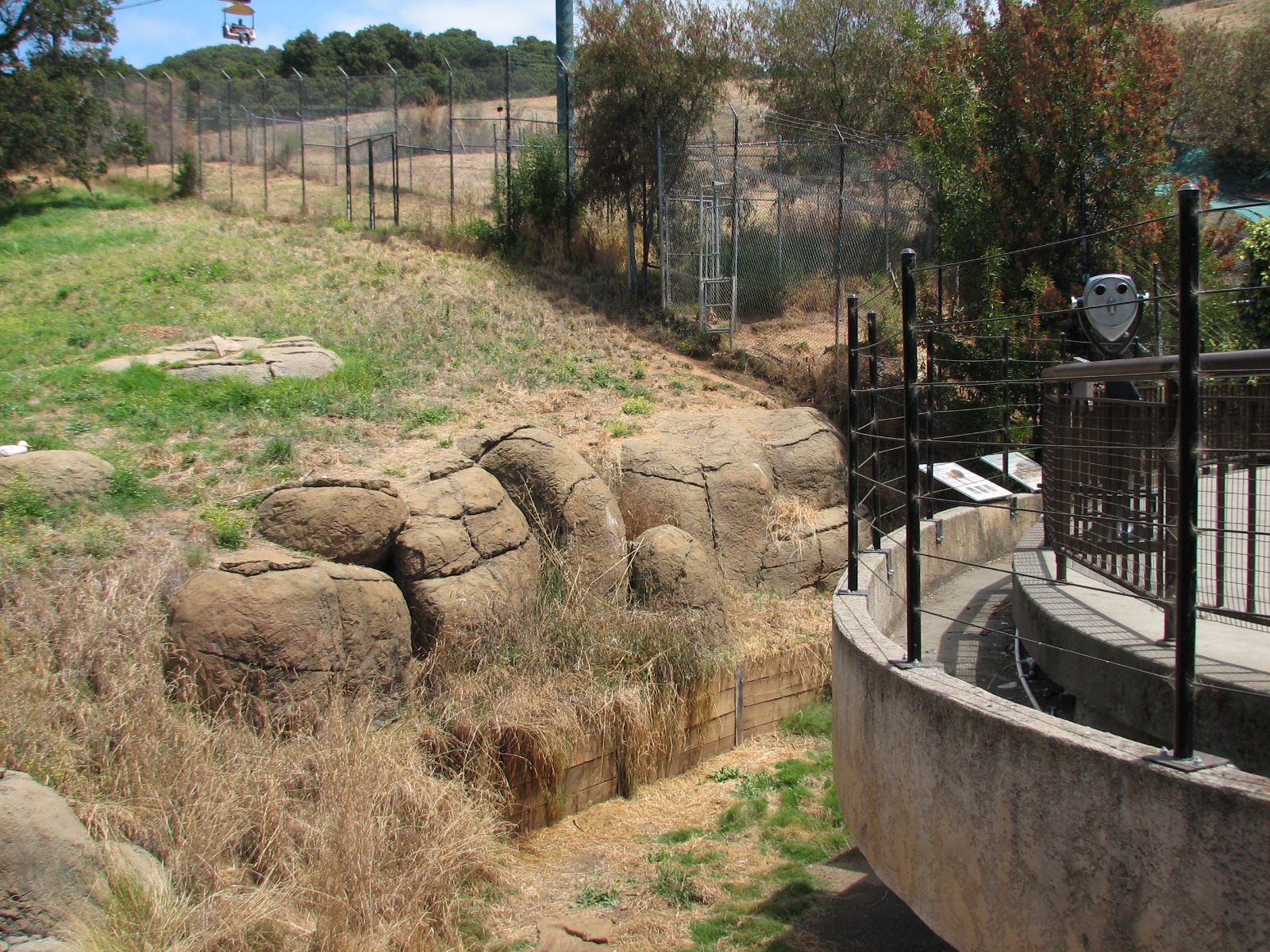 African Lion Exhibit - Grassy Hillside