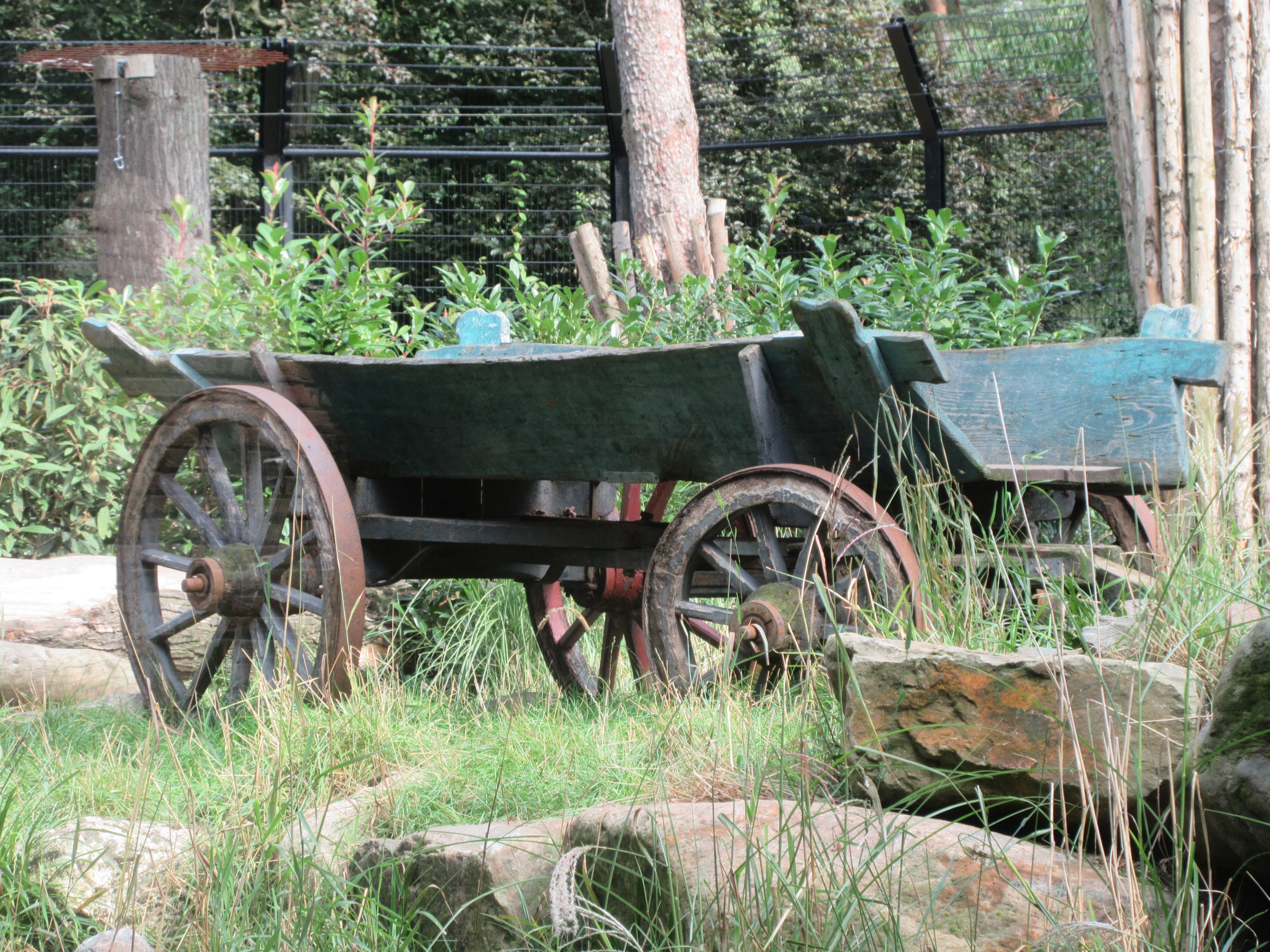 African Lion Exhibit - green wagon!