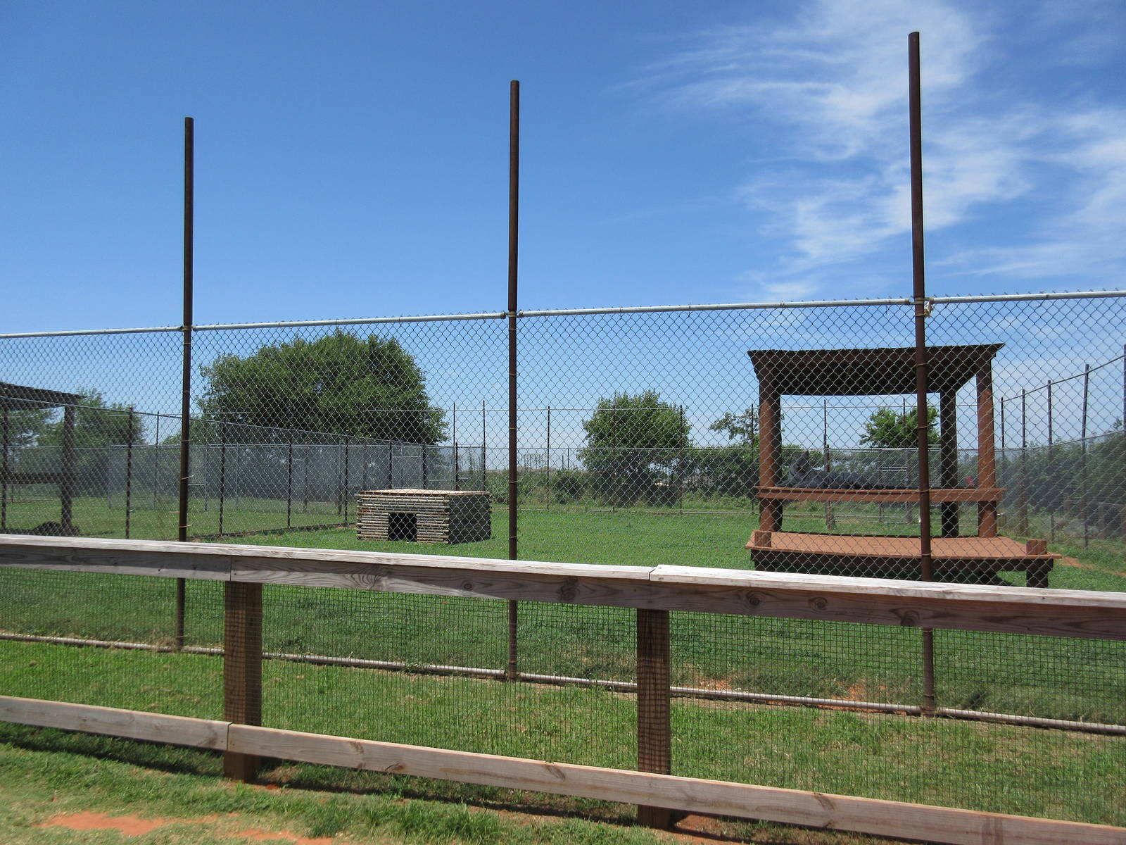 African Lion Exhibit - is that fence high enough?