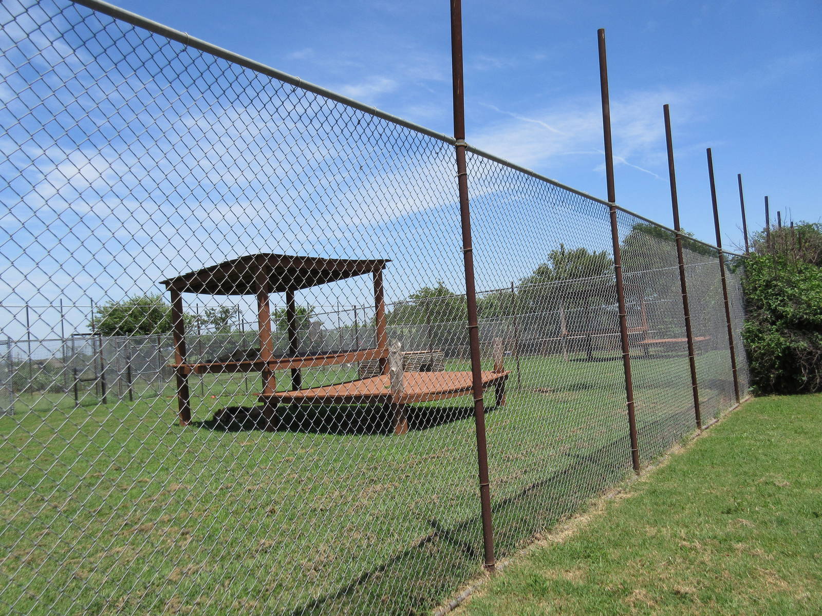 African Lion Exhibit - is that fence high enough?