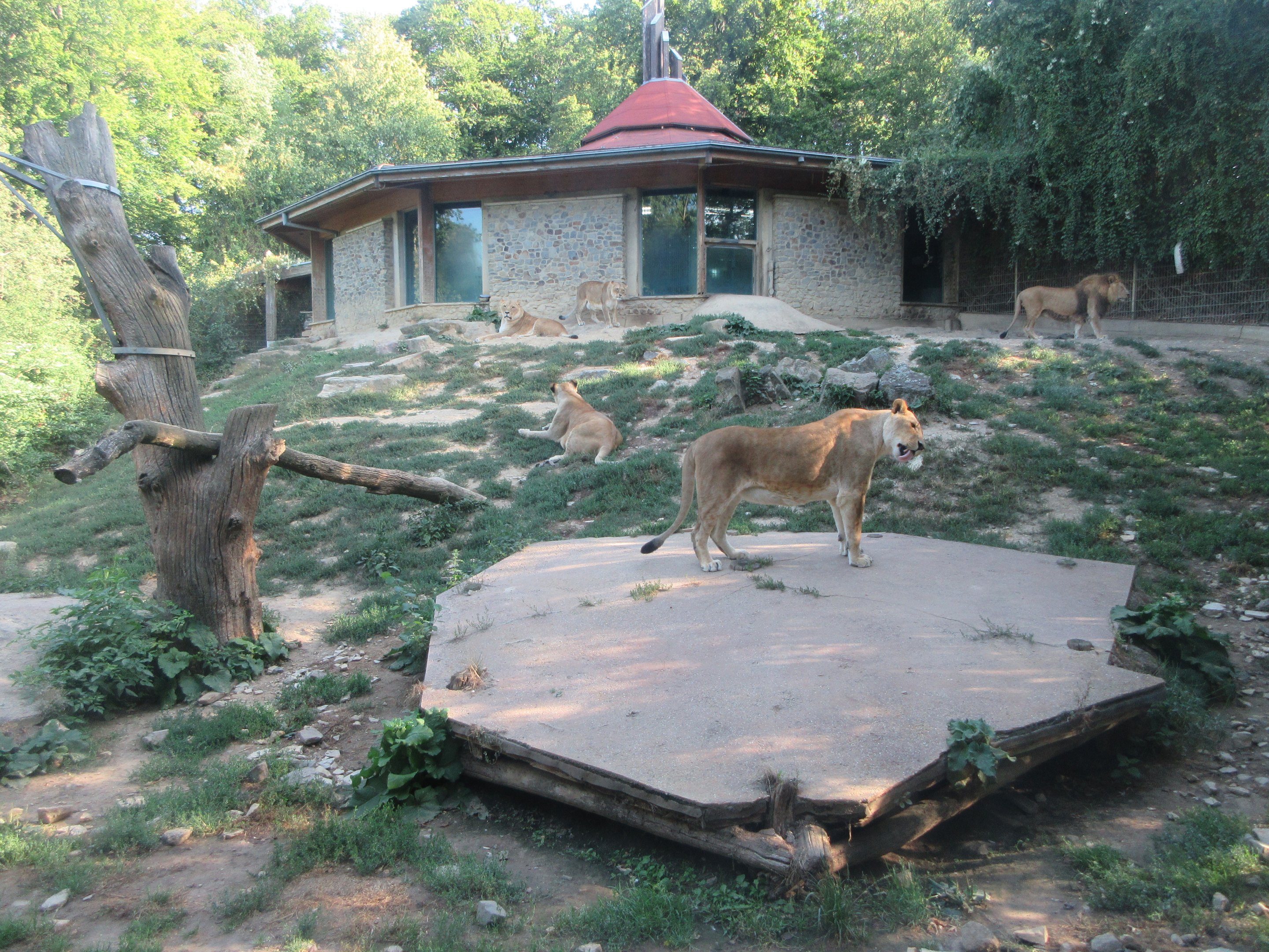 African Lion Exhibit - it will soon triple in size