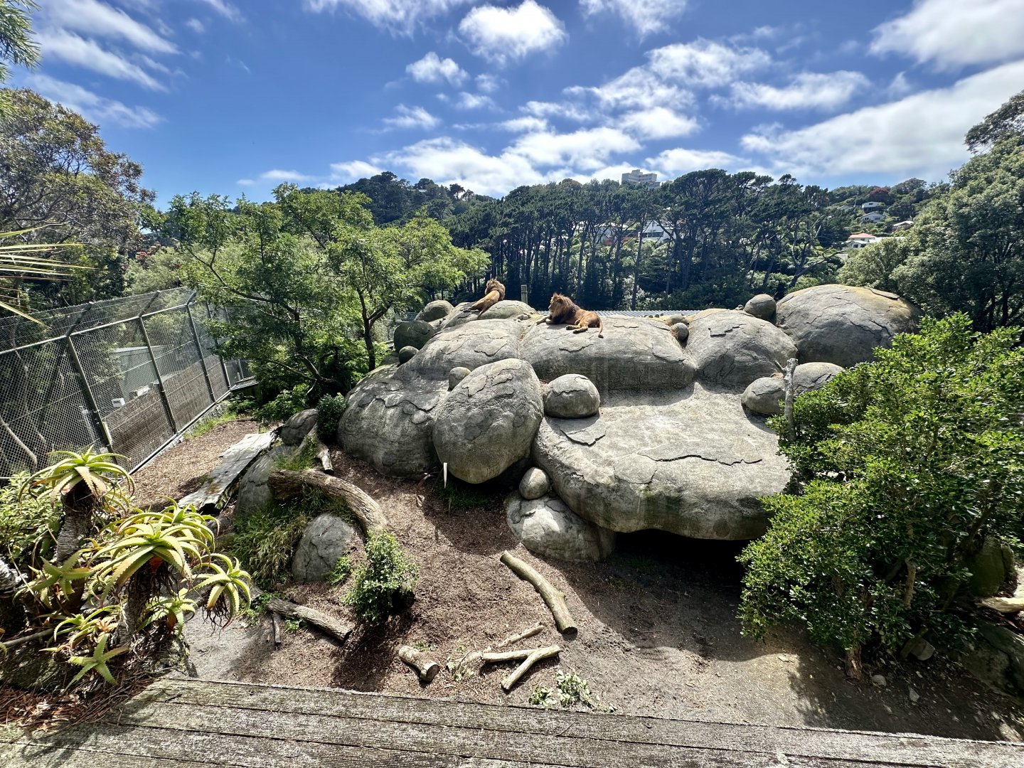 African Lion Exhibit - Kopje