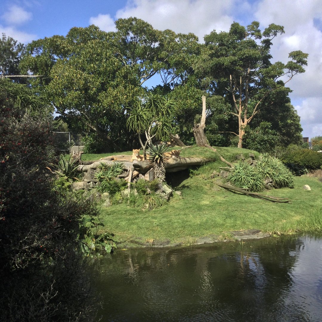 African Lion Exhibit - Lionesses Sunbathing