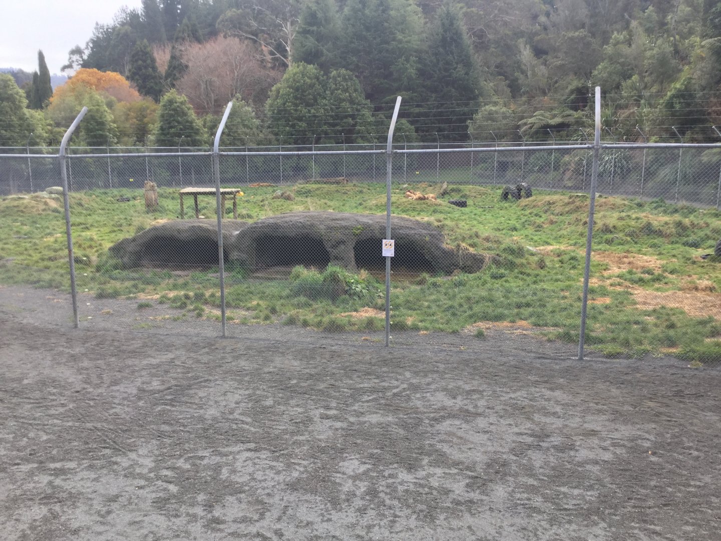 African Lion Exhibit - Main Enclosure