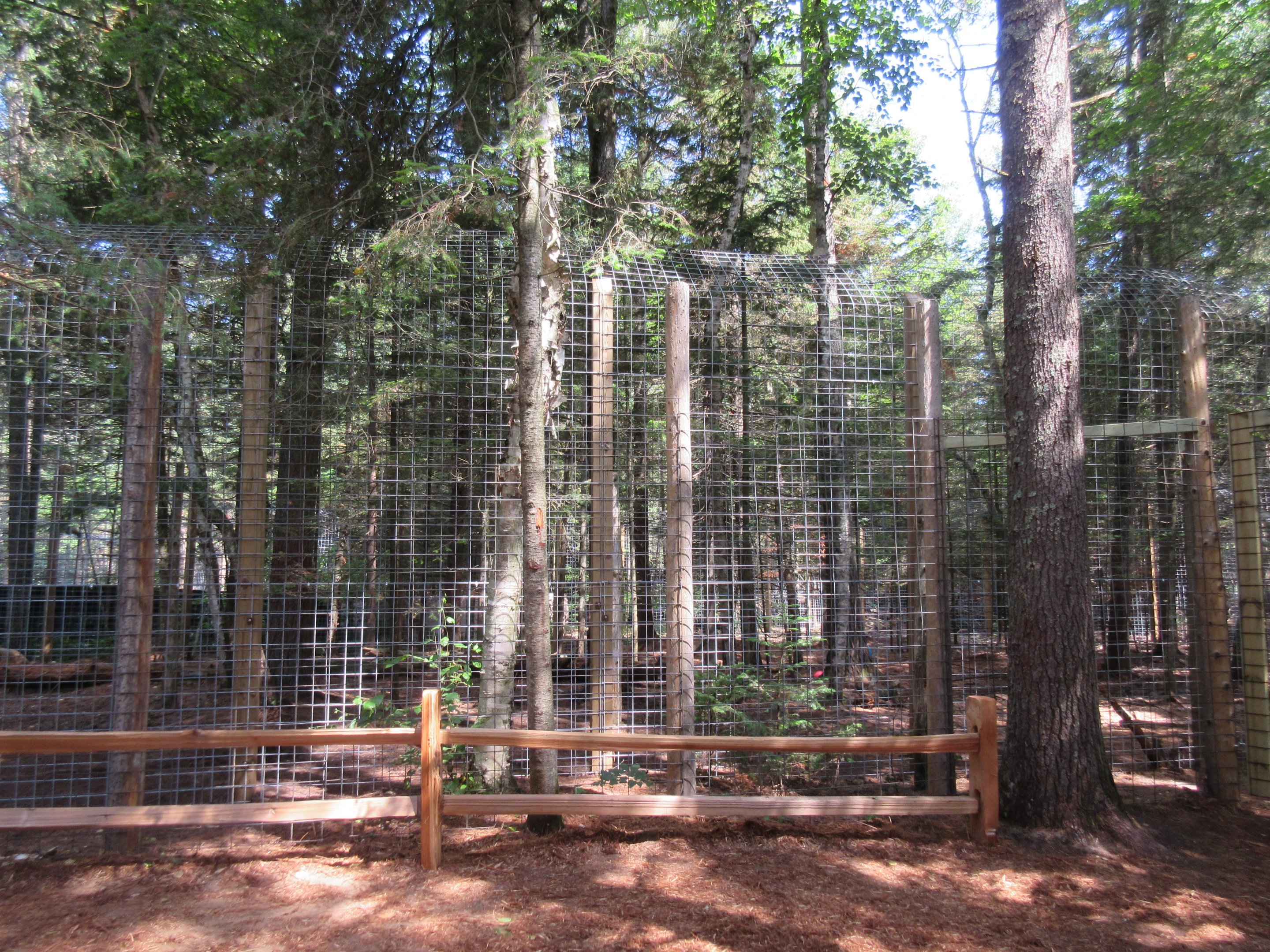 African Lion Exhibit - New in 2018