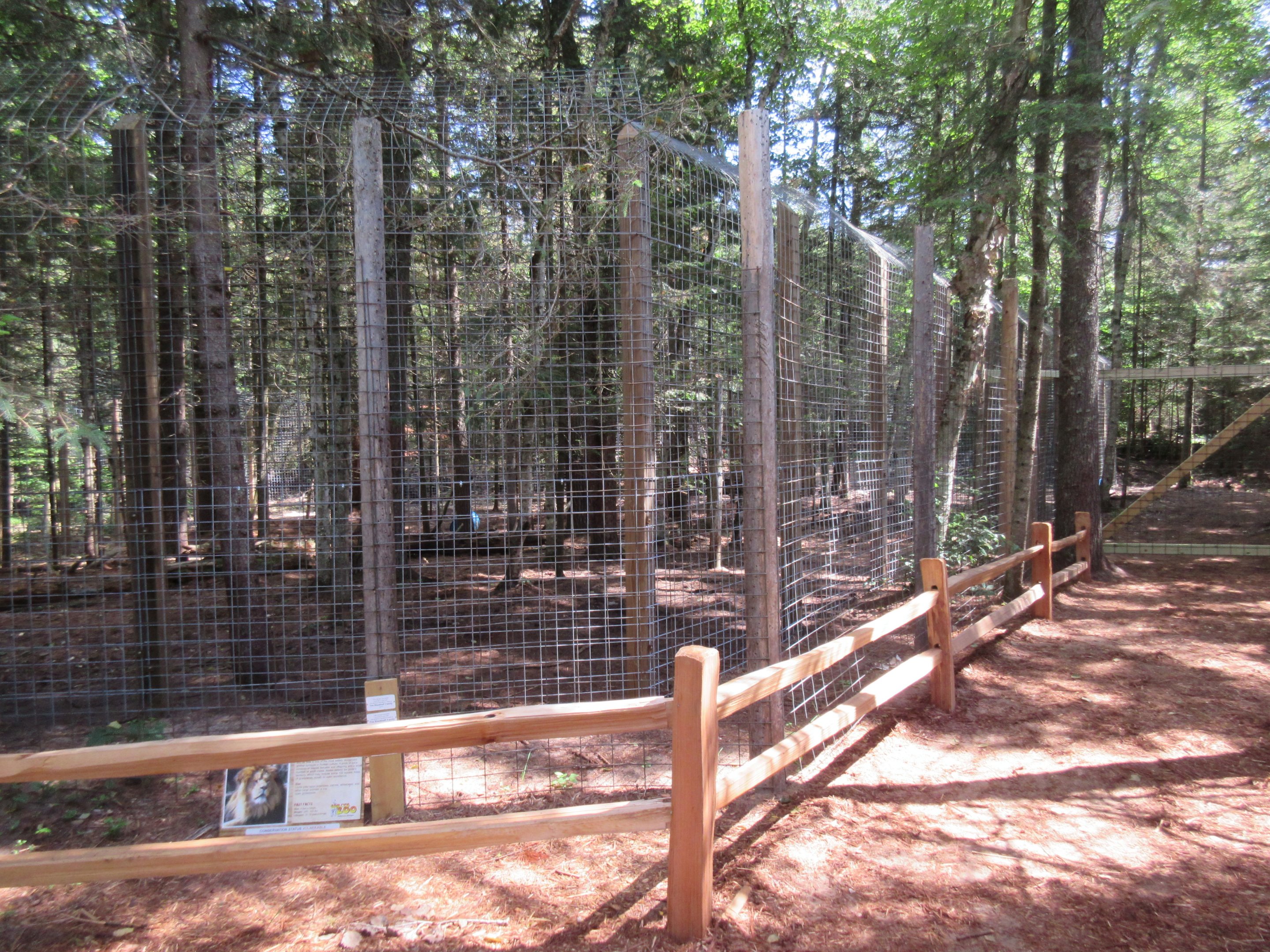 African Lion Exhibit - New in 2018