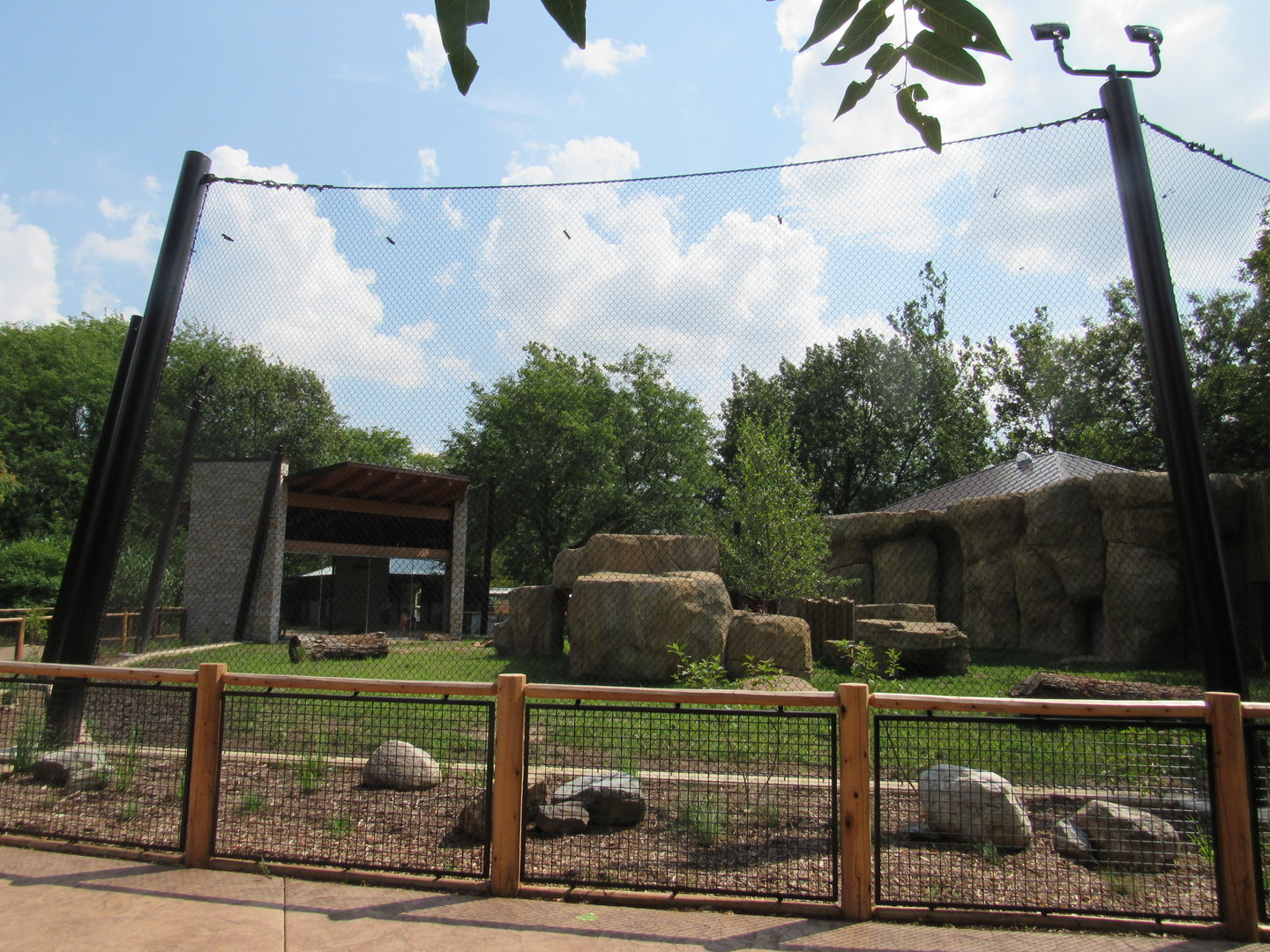 African Lion Exhibit (New in 2023)