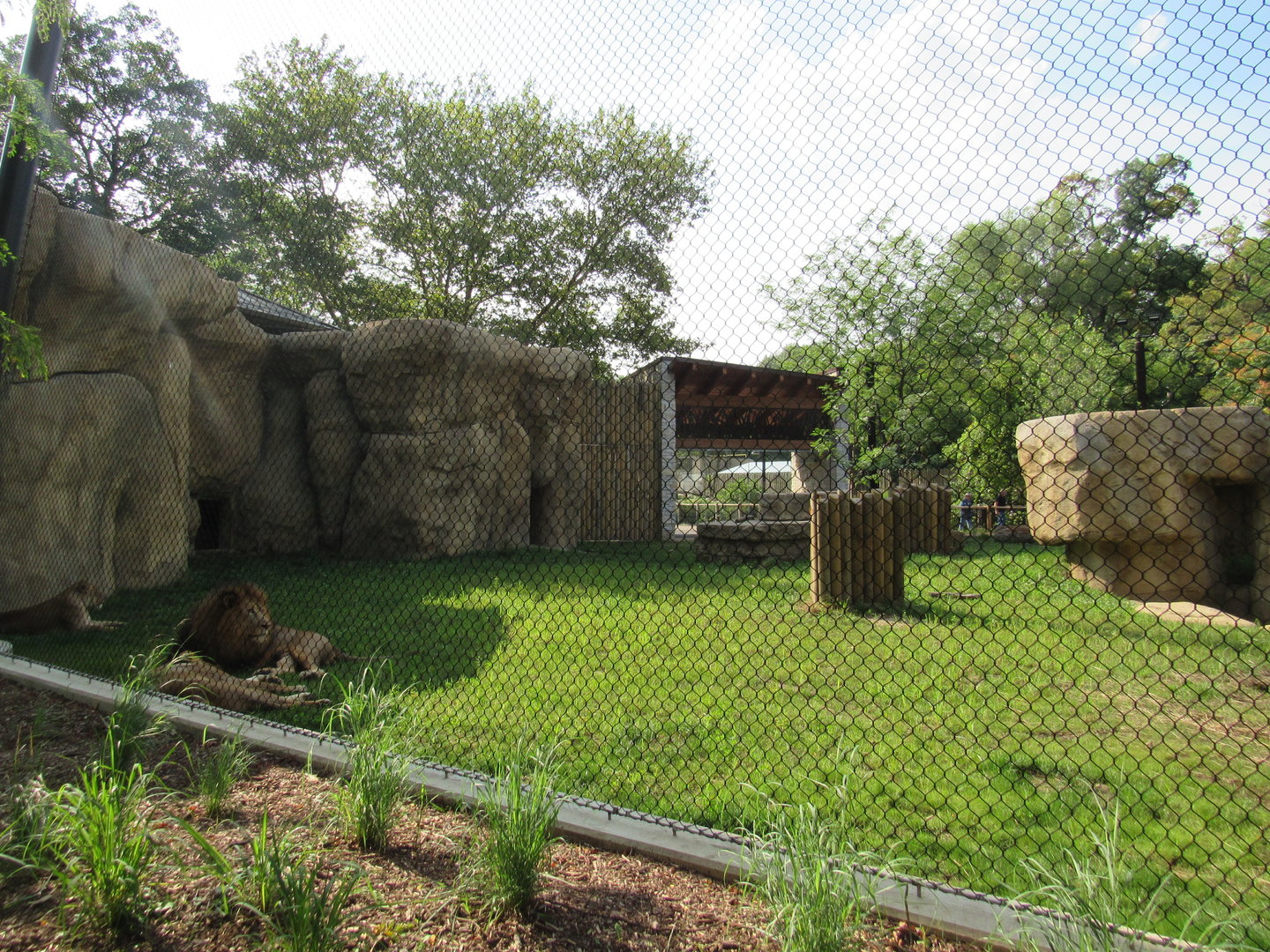 African Lion Exhibit (New in 2023)