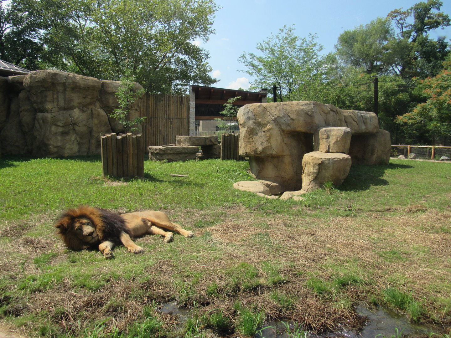 African Lion Exhibit (New in 2023)