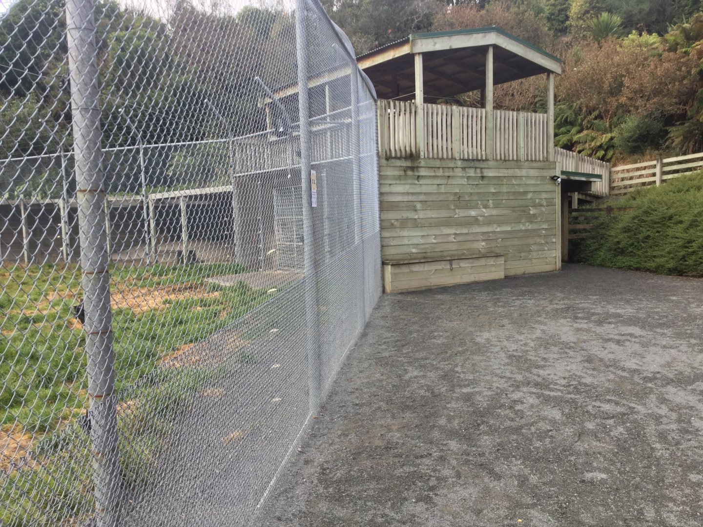 African Lion Exhibit - Night Dens/Observation Deck