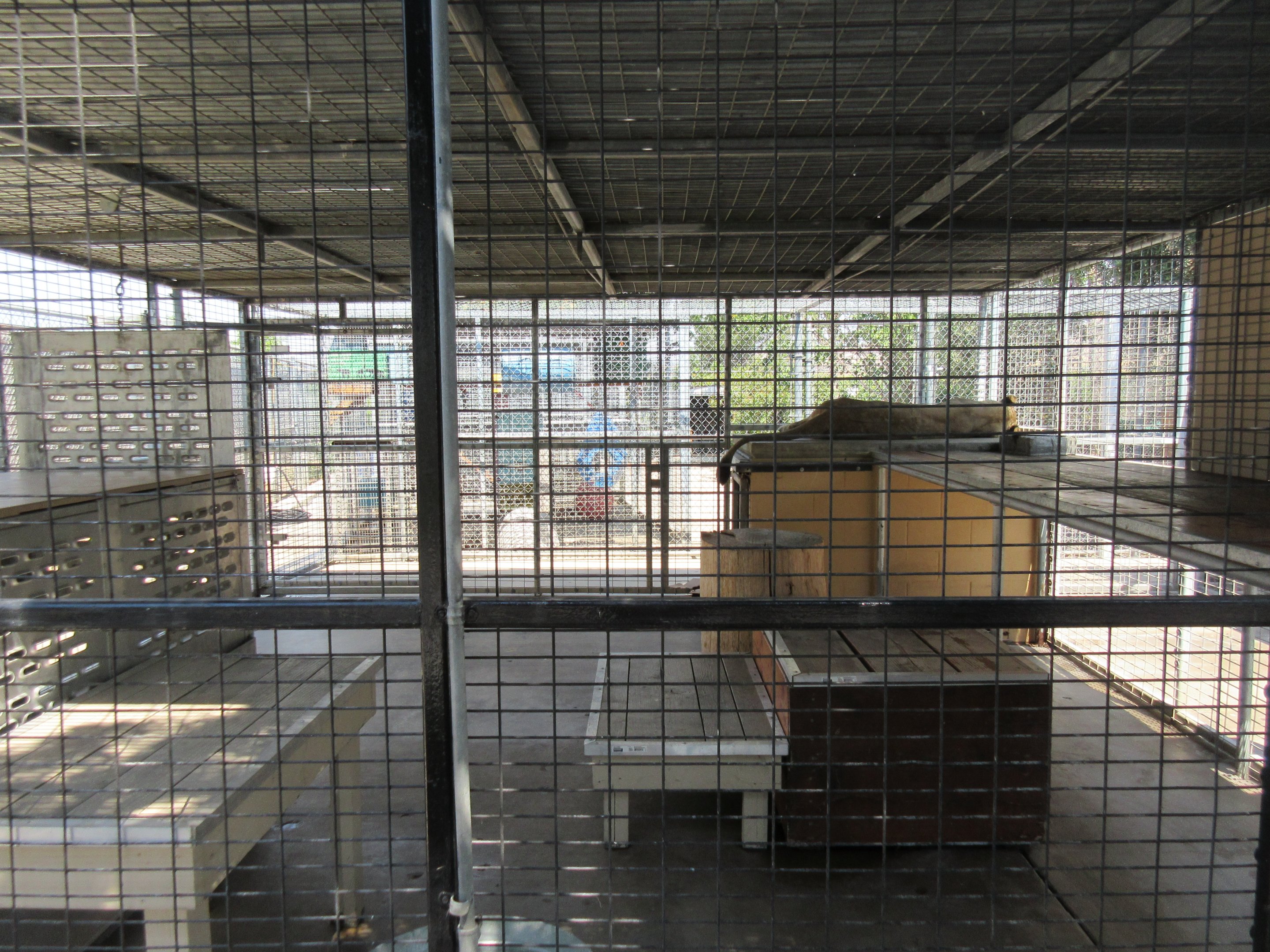 African Lion Exhibit (one of several nasty-looking little carnivore cages)