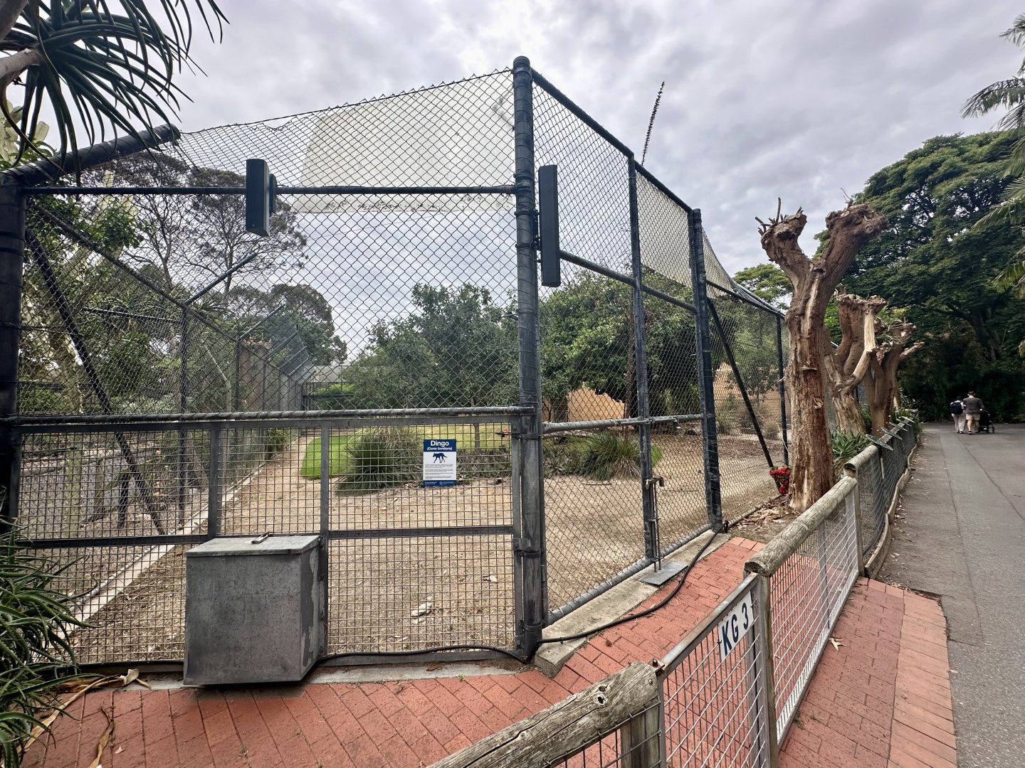 African Lion Exhibit - Outdoor Arena