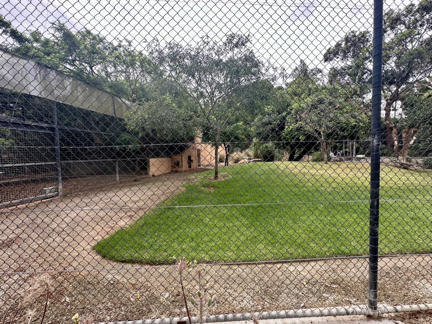 African Lion Exhibit - Outdoor Arena