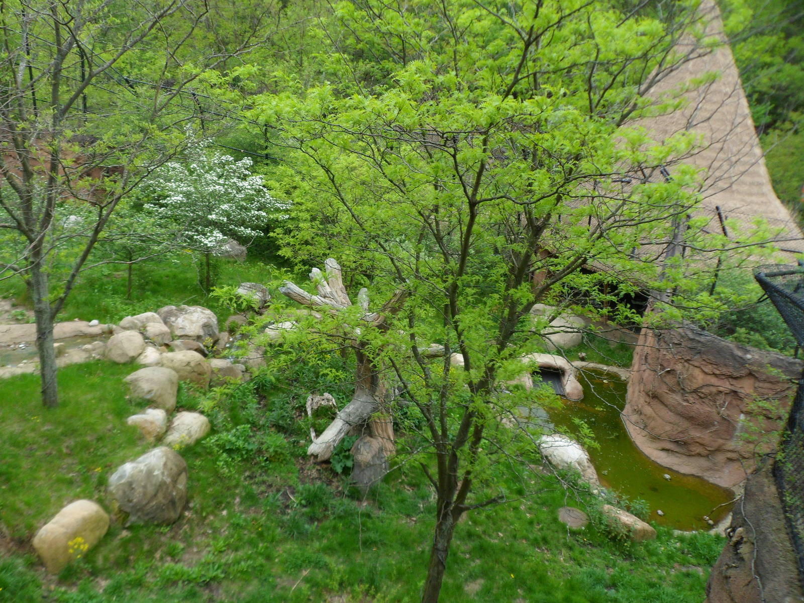 African Lion Exhibit Overview