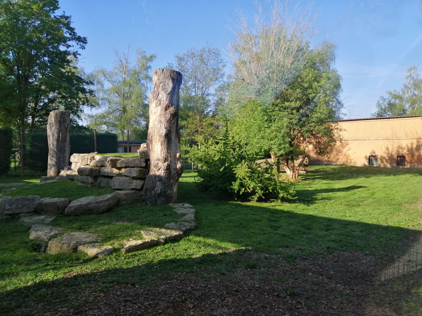 African Lion exhibit (Panthera leo)