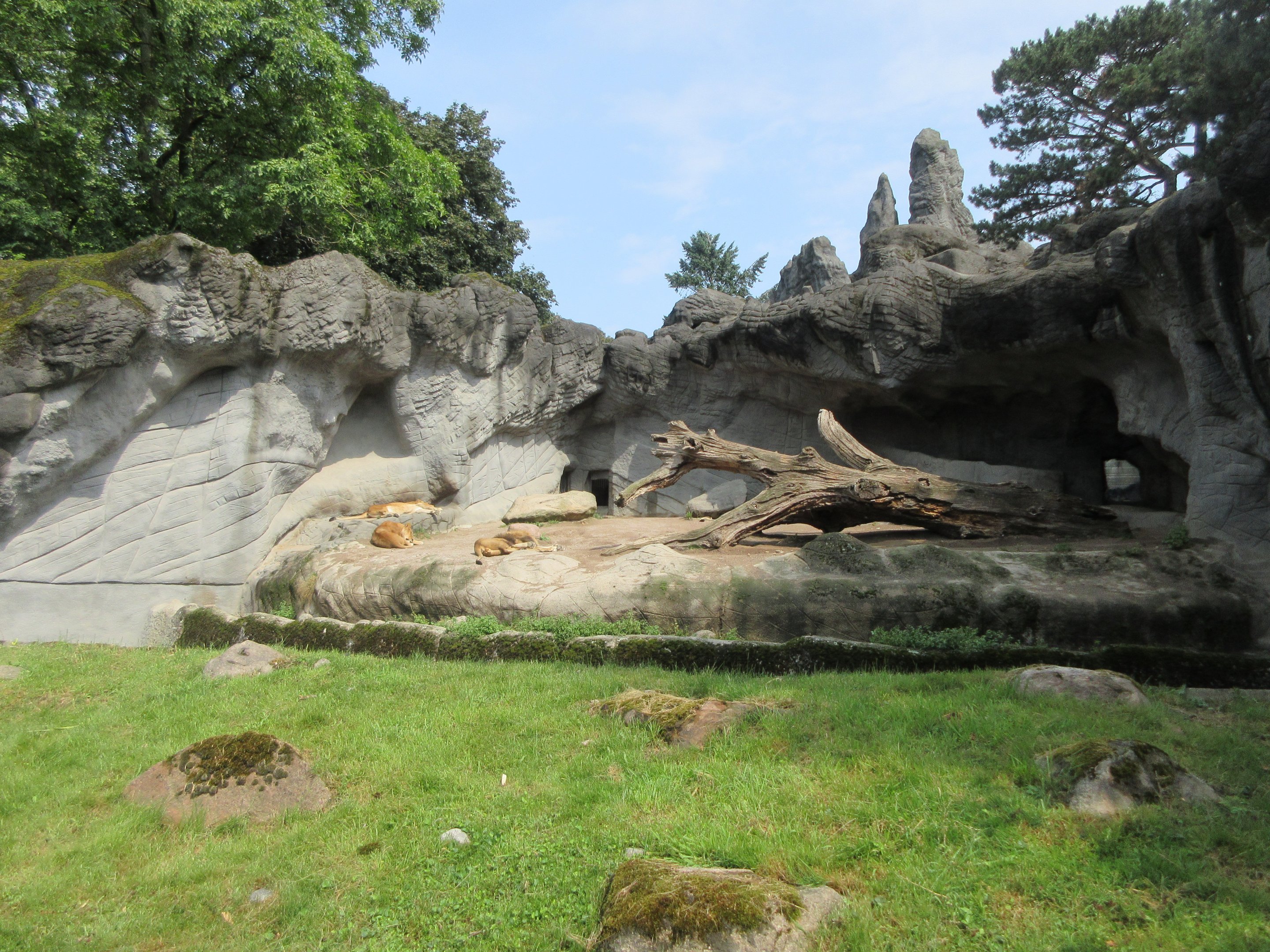 African Lion Exhibit - pitifully small