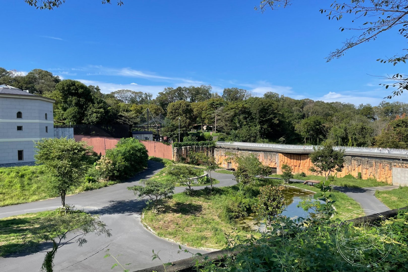 African Lion Exhibit (Safari Bus)
