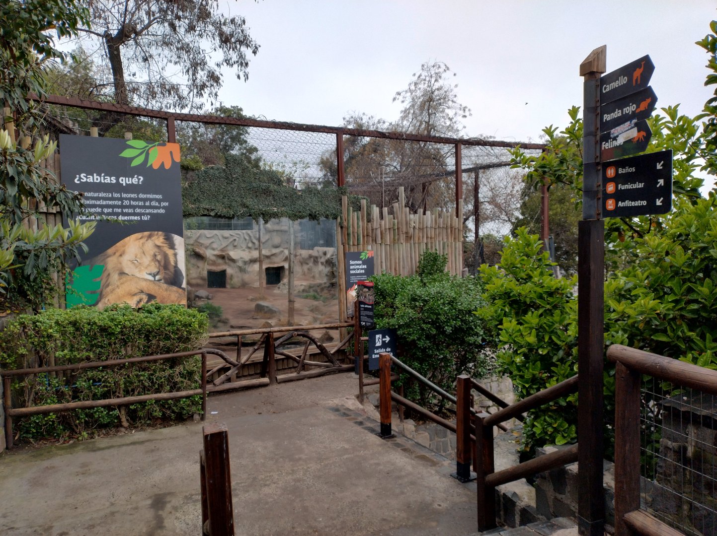 African lion exhibit - Santiago zoo (Zoologico nacional)