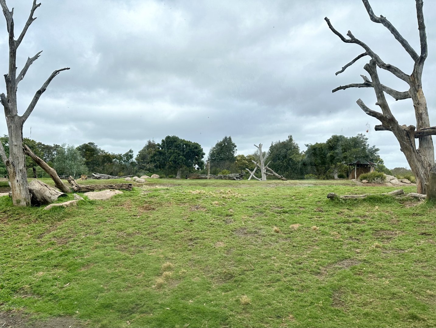 African Lion Exhibit (Second Exhibit)