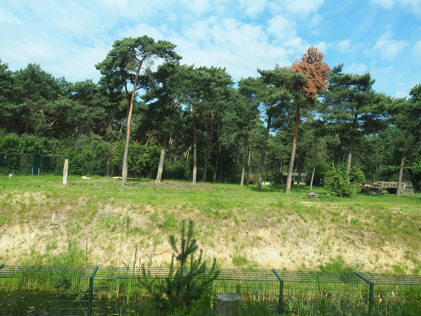 African lion exhibit seen from the car safari, 2022-06-12