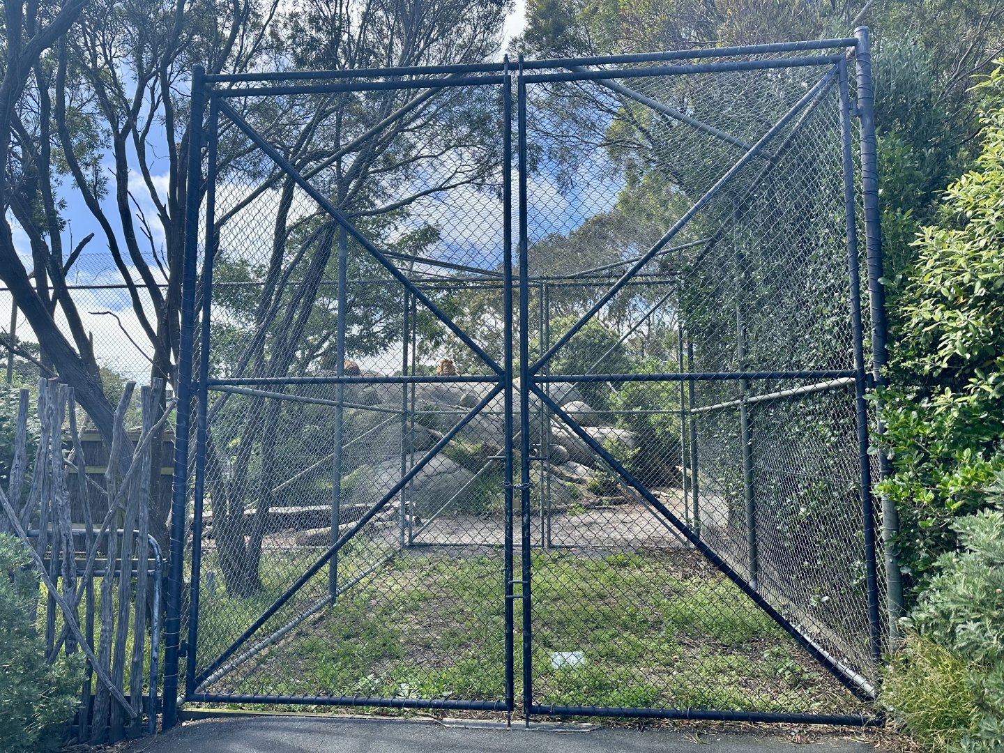 African Lion Exhibit - Service Entrance