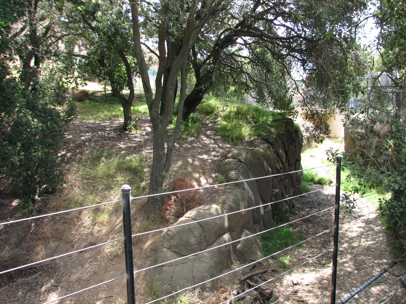 African Lion Exhibit - Shady Valley