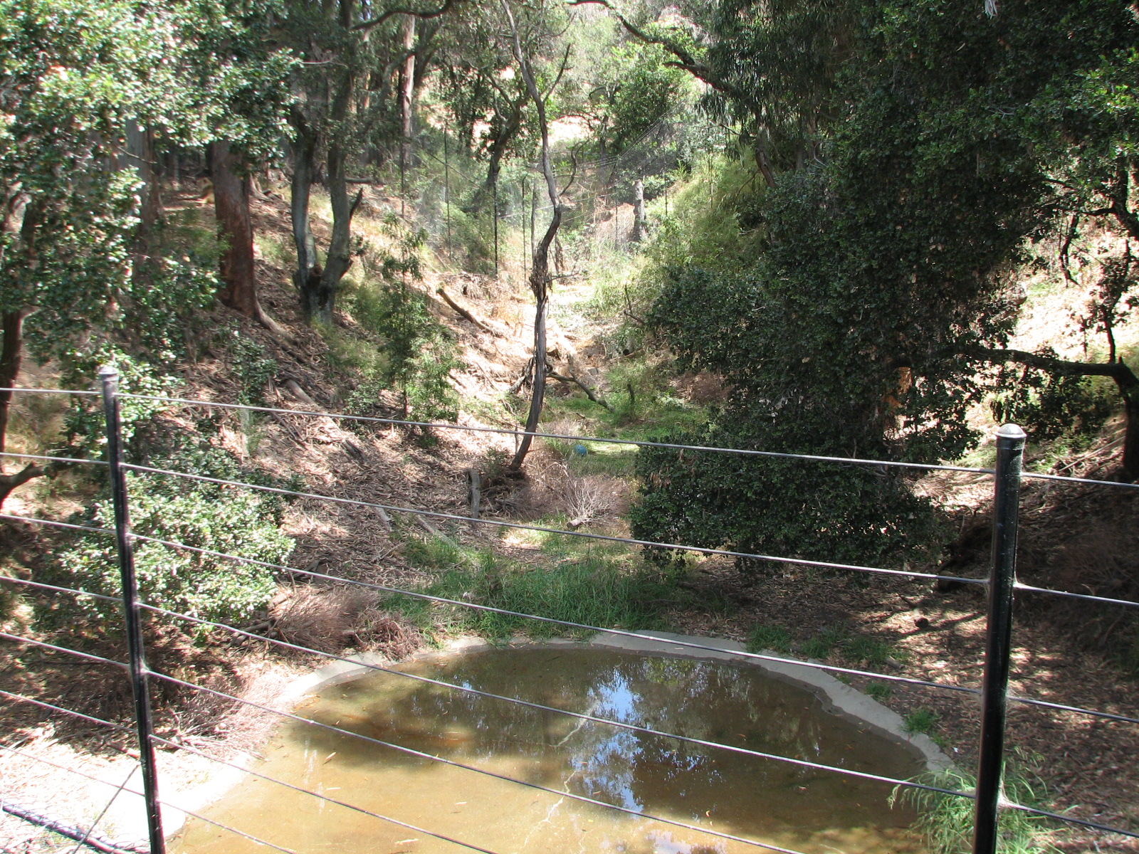 African Lion Exhibit - Shady Valley