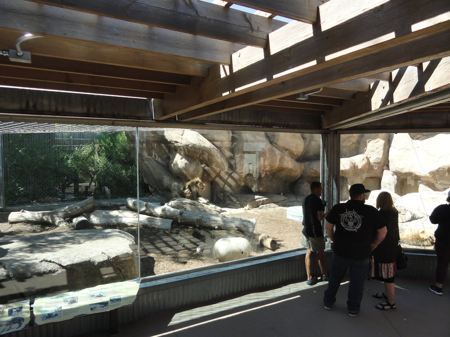 African Lion Exhibit Side Yard