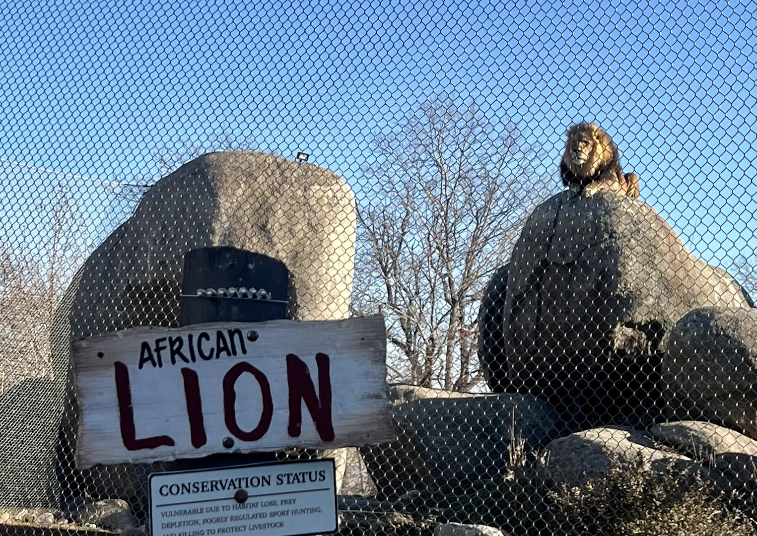 African Lion Exhibit Sign