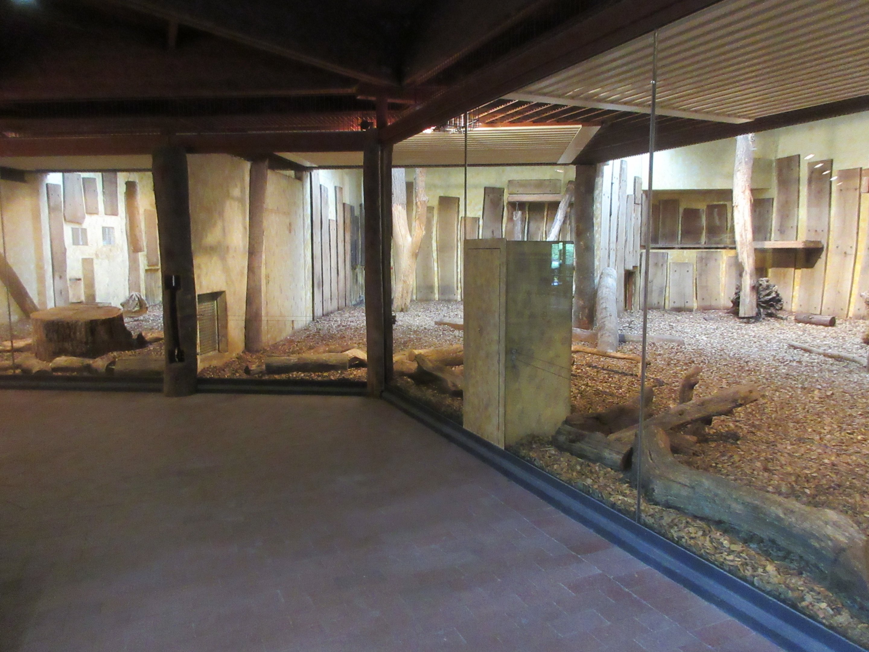 African Lion Exhibit - superb indoor area