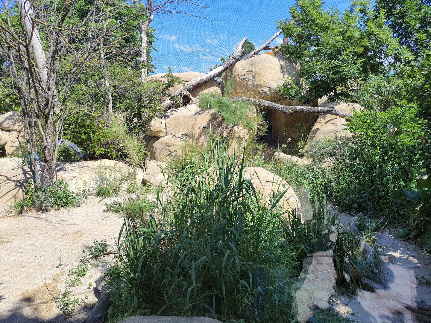 African lion exhibit- Tiergarten Schönbrunn