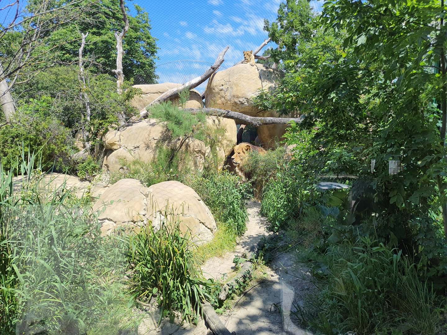 African lion exhibit- Tiergarten Schönbrunn