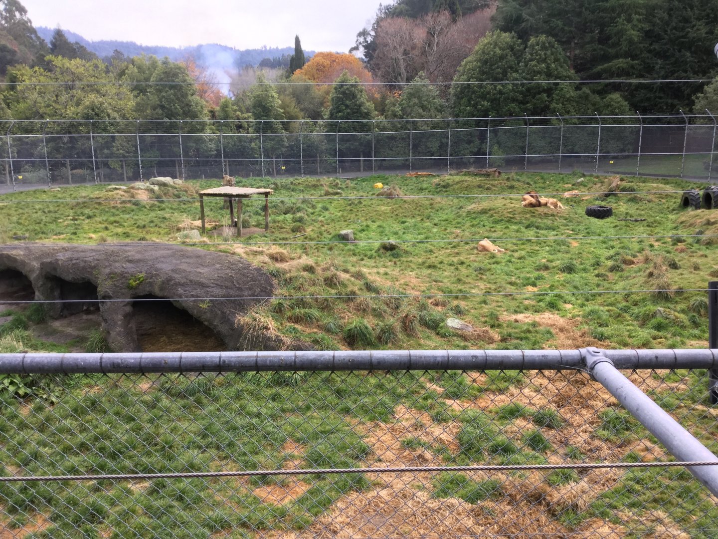 African Lion Exhibit - View From Observation Deck