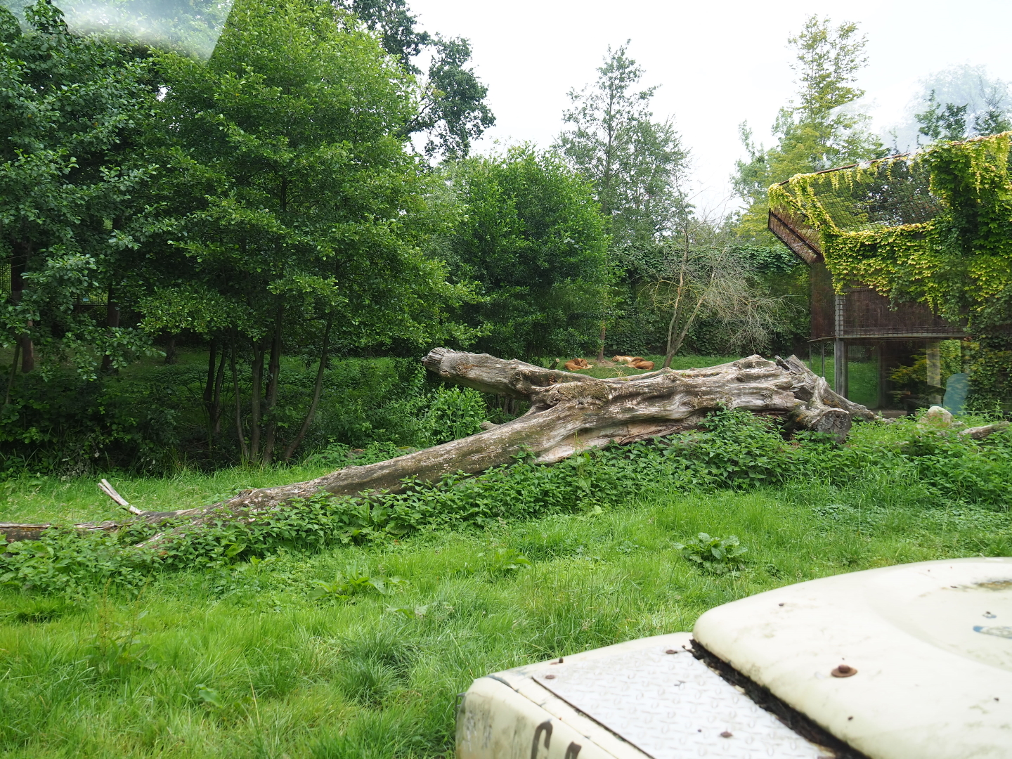 African lion exhibit - View from Safari vehicle, 2019-07-21
