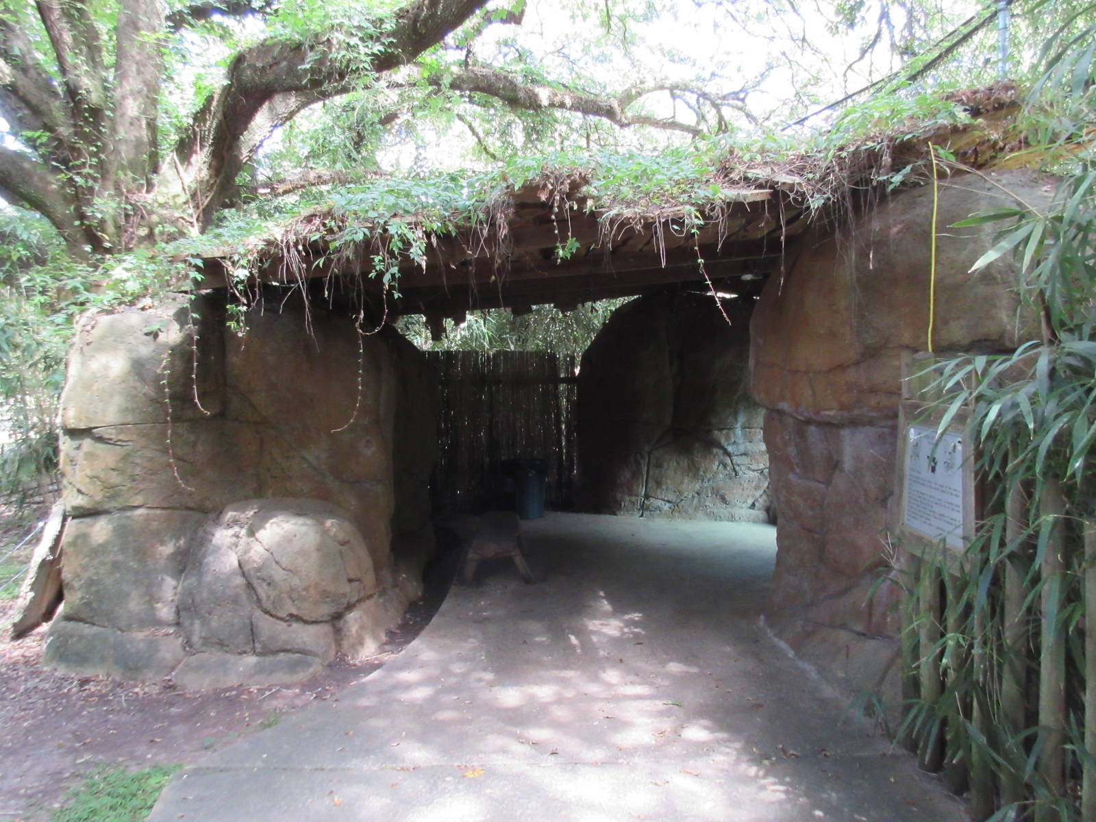 African Lion Exhibit - Viewing Area