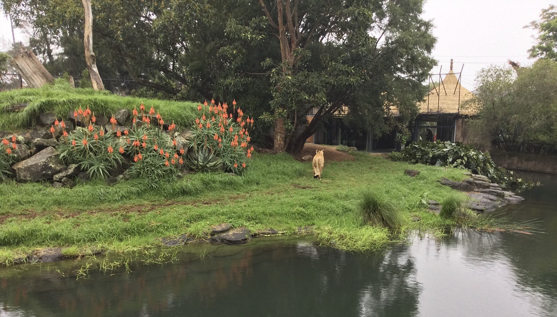 African Lion Exhibit (Viewing Hut End)