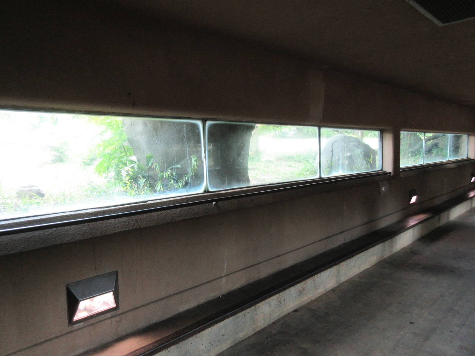 African Lion Exhibit - Viewing Tunnel