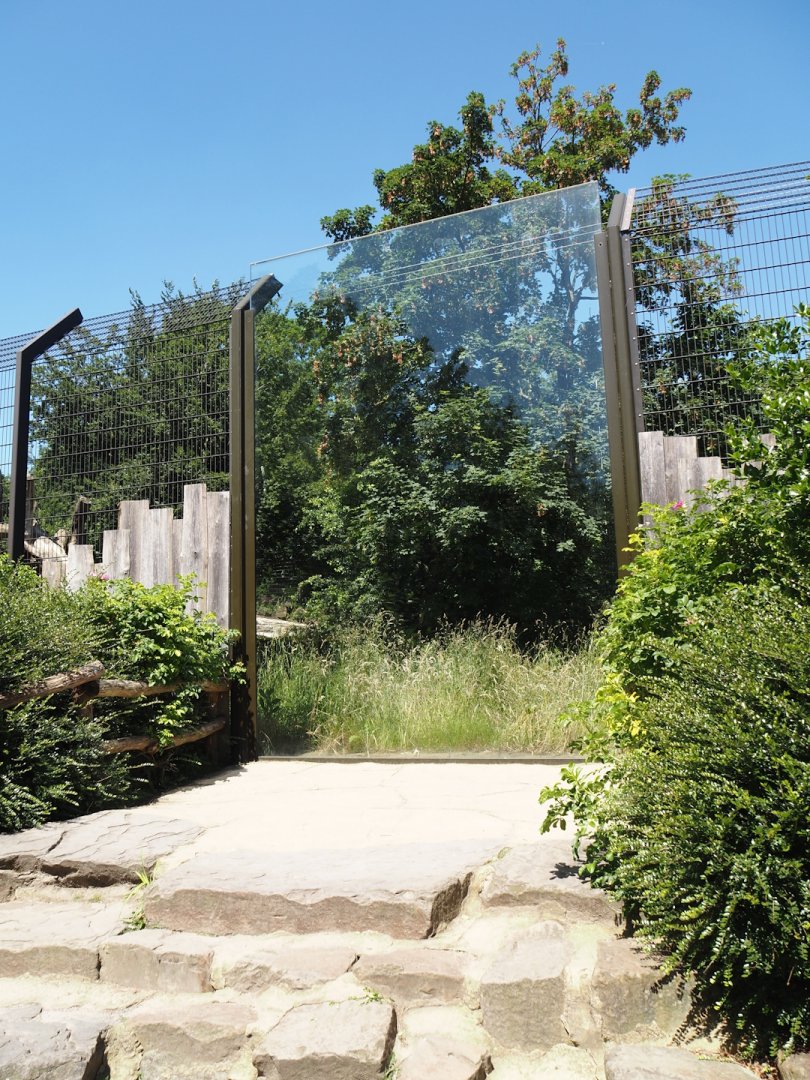 African lion exhibit viewing window, 2024-06-08