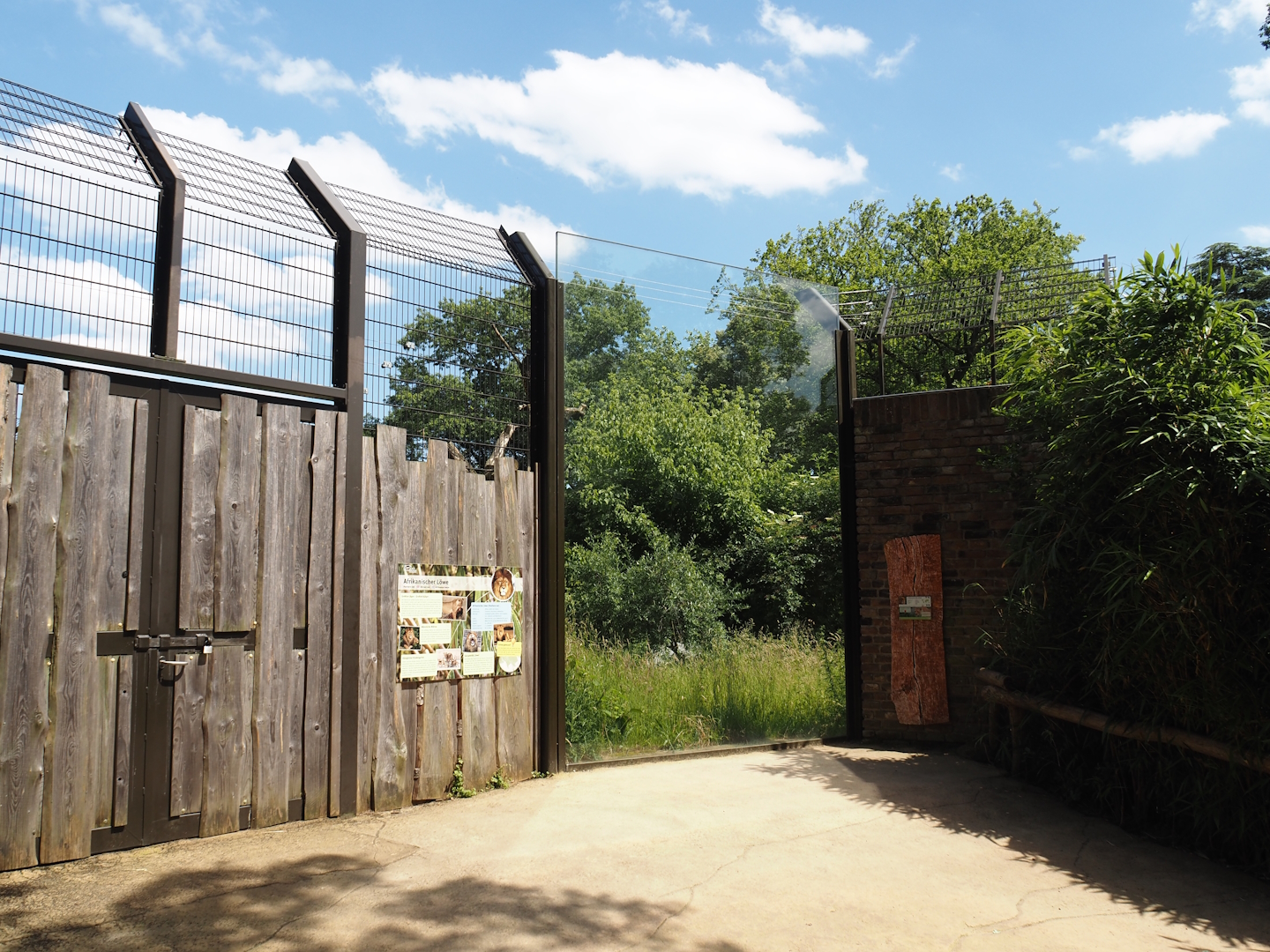 African lion exhibit viewing window, 2024-06-08