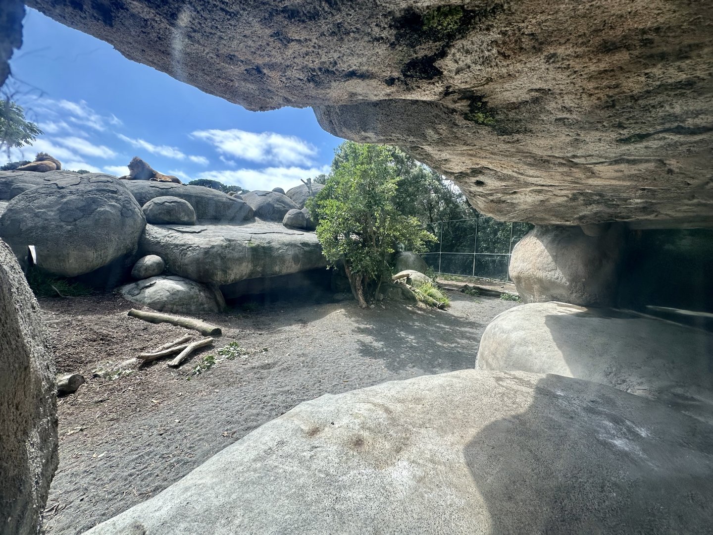 African Lion Exhibit - Viewing Window