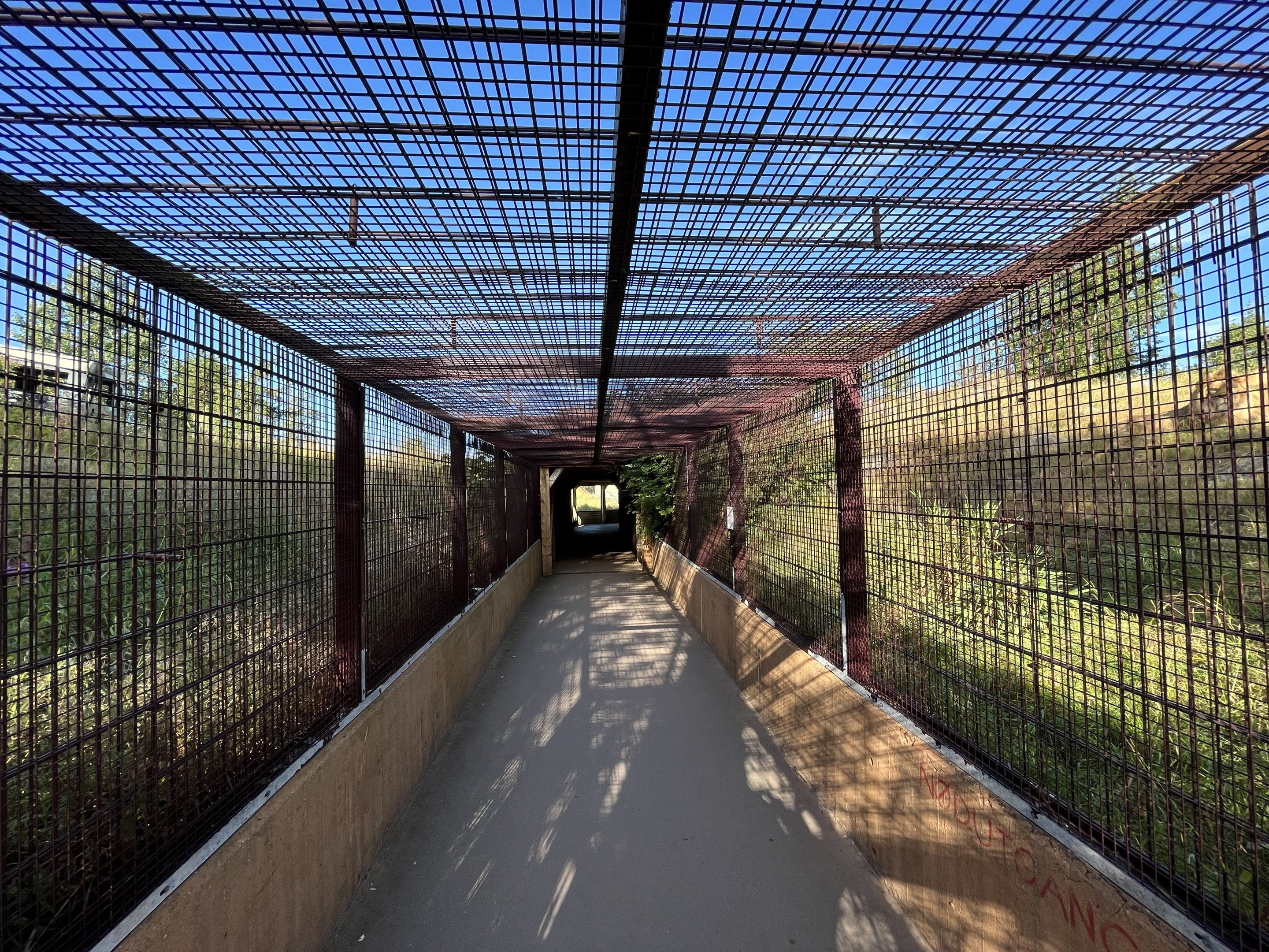African Lion Exhibit - visitor tunnel