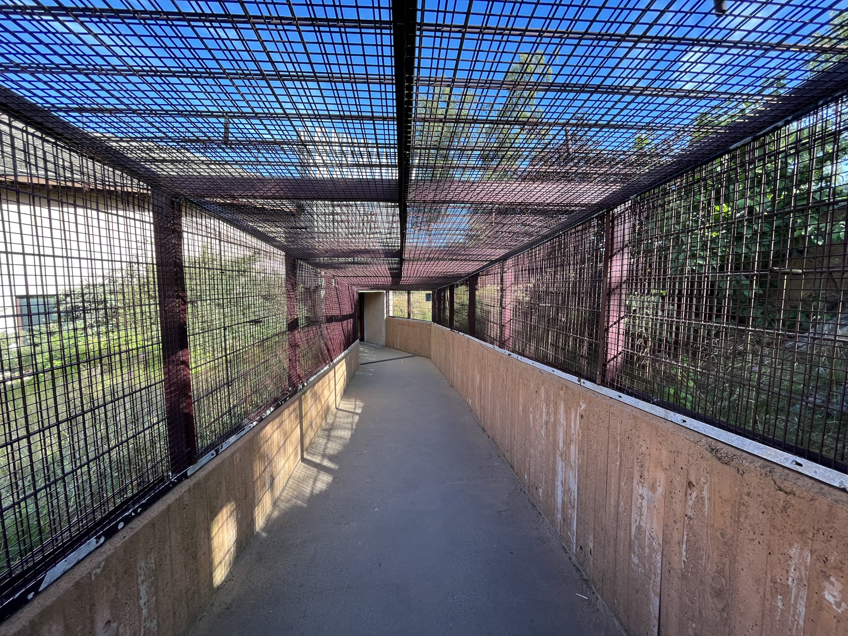 African Lion Exhibit - visitor tunnel
