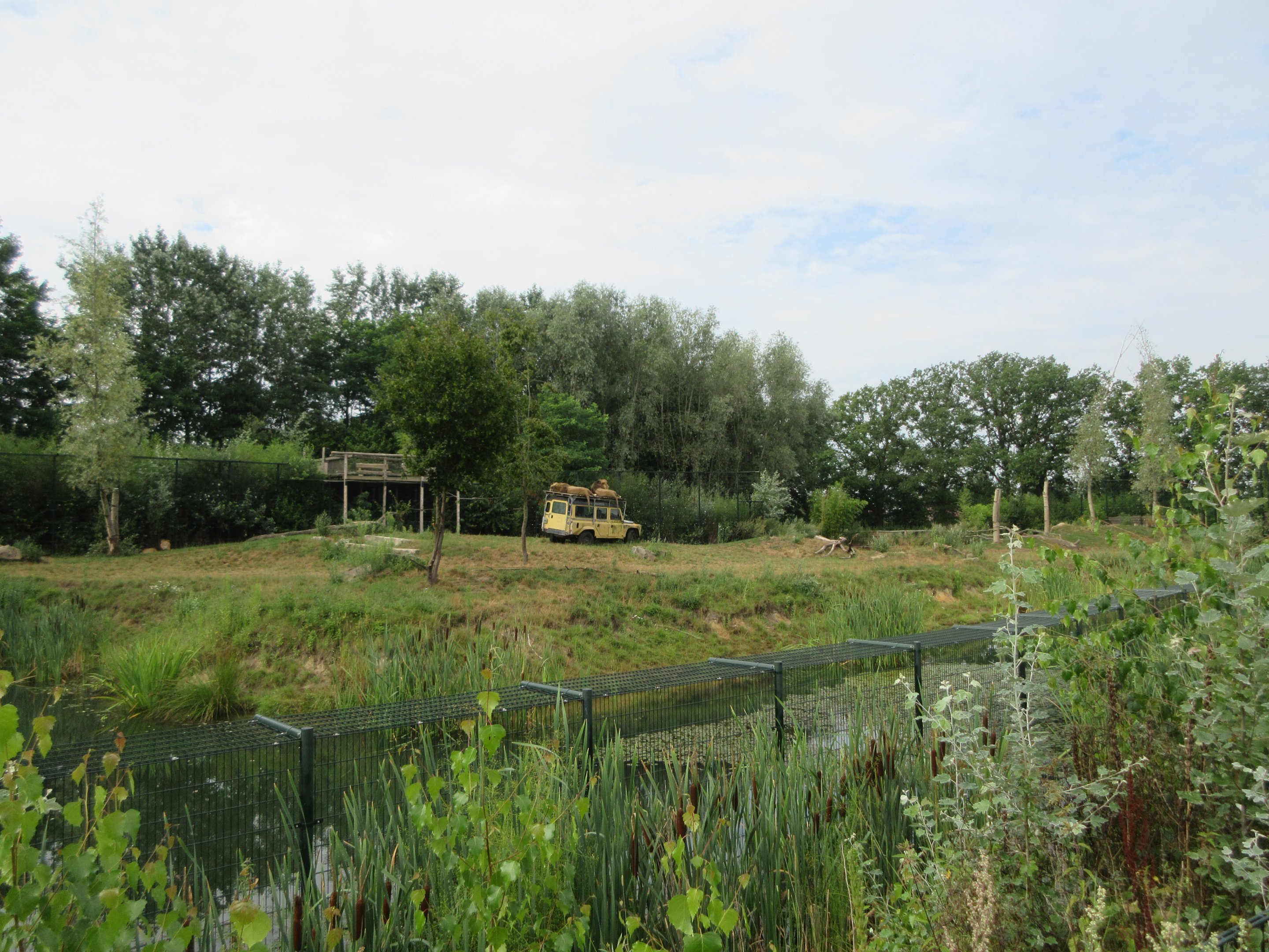 African Lion Exhibit (with 6 males)