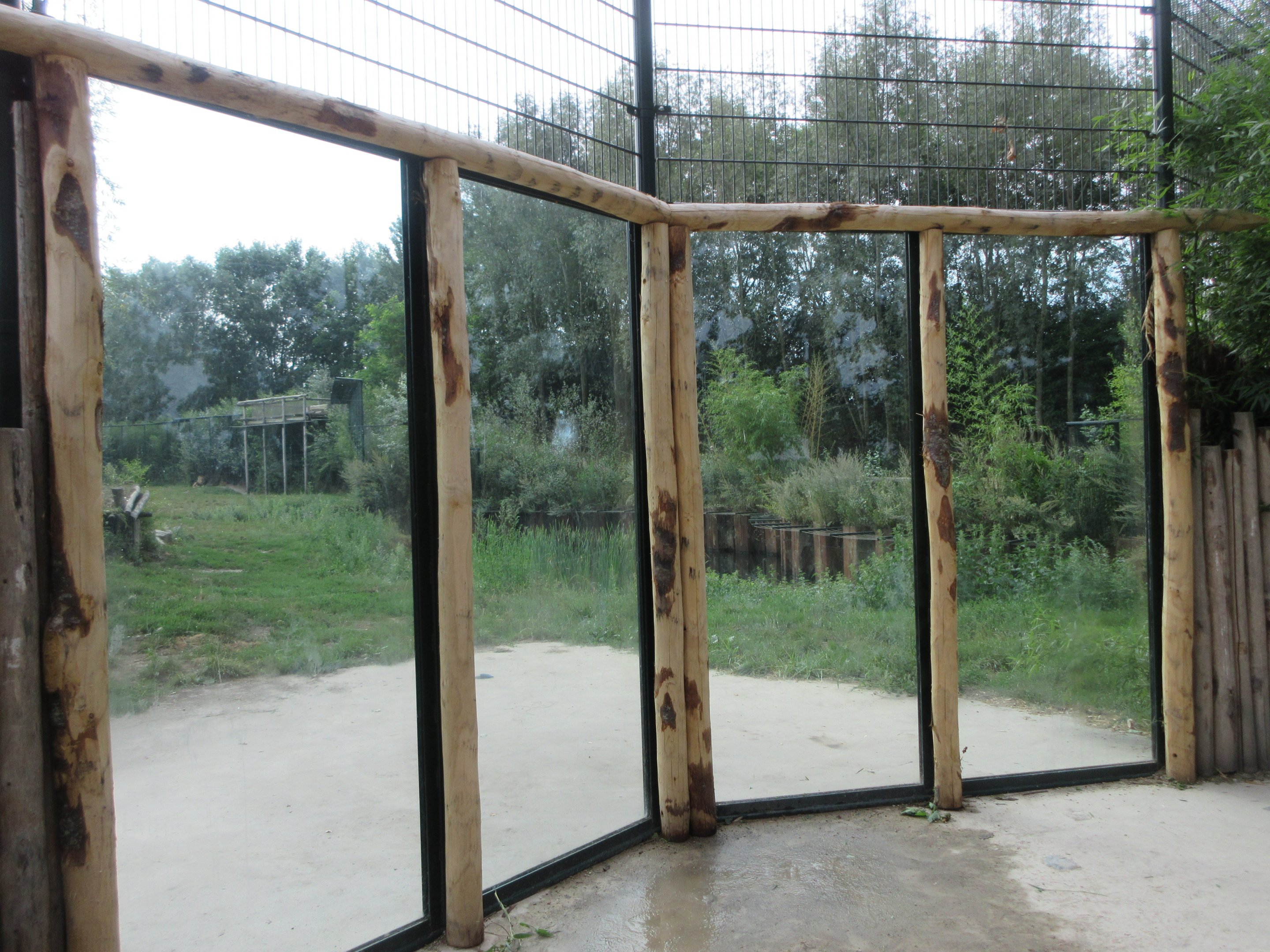 African Lion Exhibit (with 6 males)