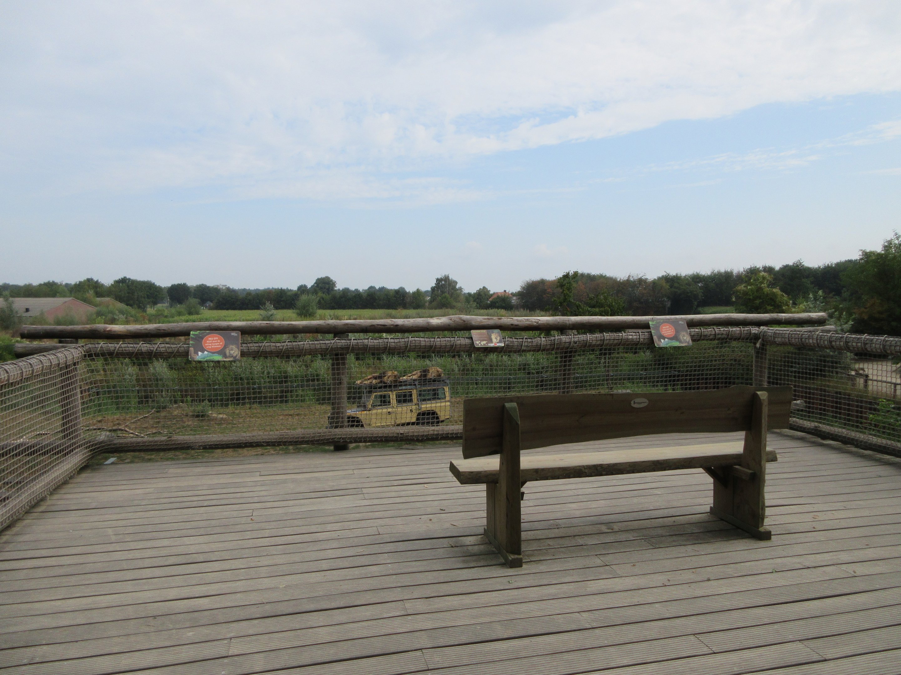 African Lion Exhibit (with 6 males)