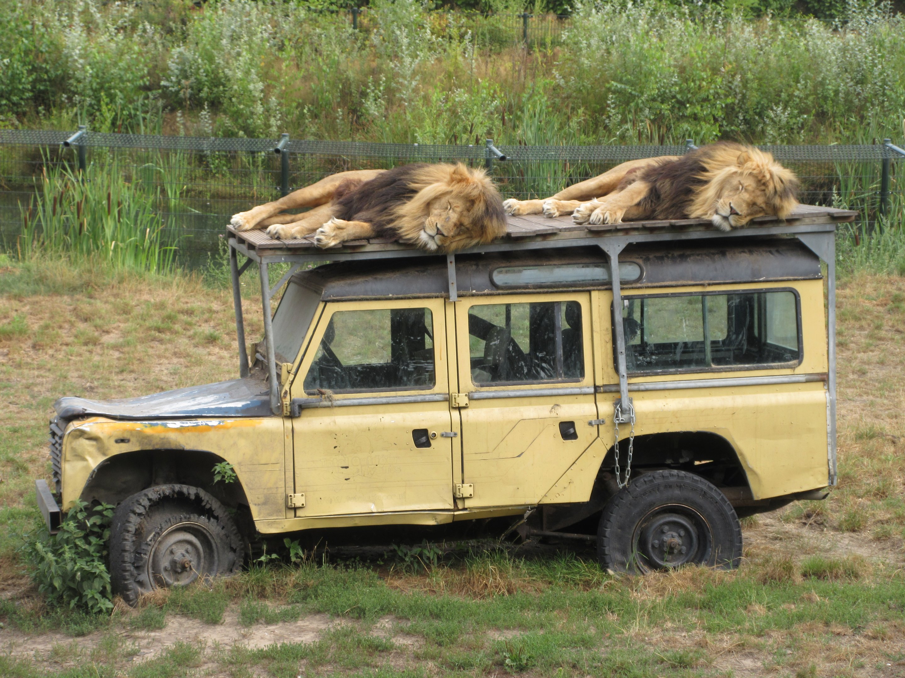 African Lion Exhibit (with 6 males)