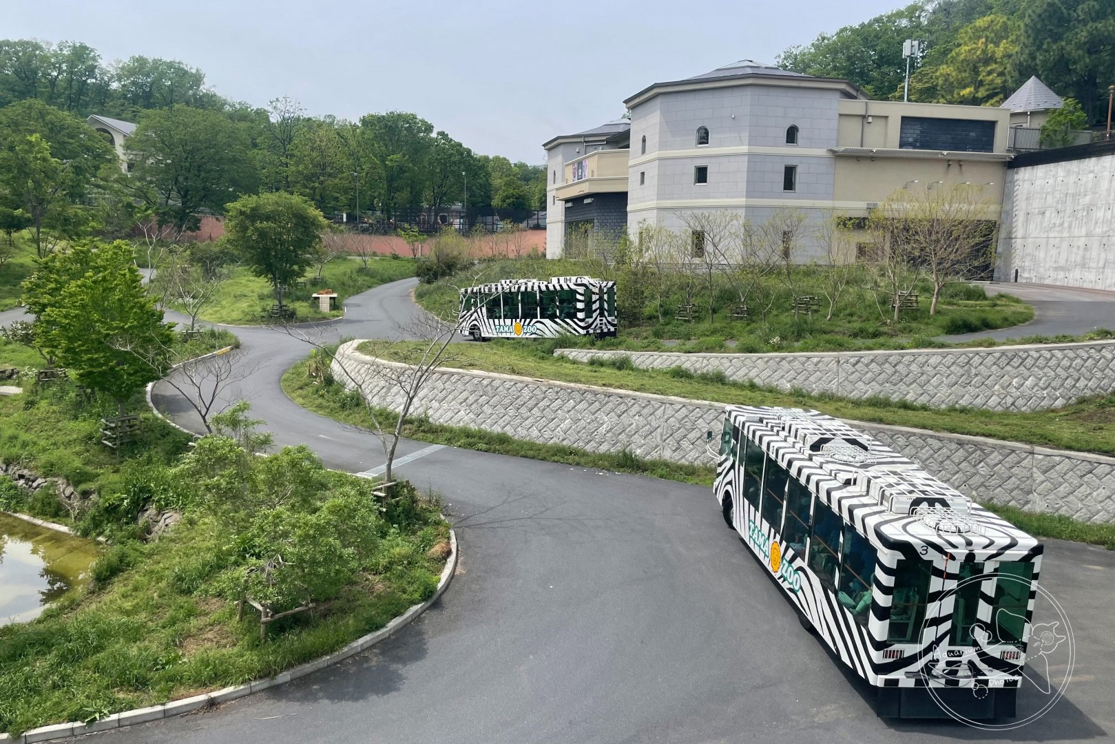African Lion Exhibit with Safari Bus