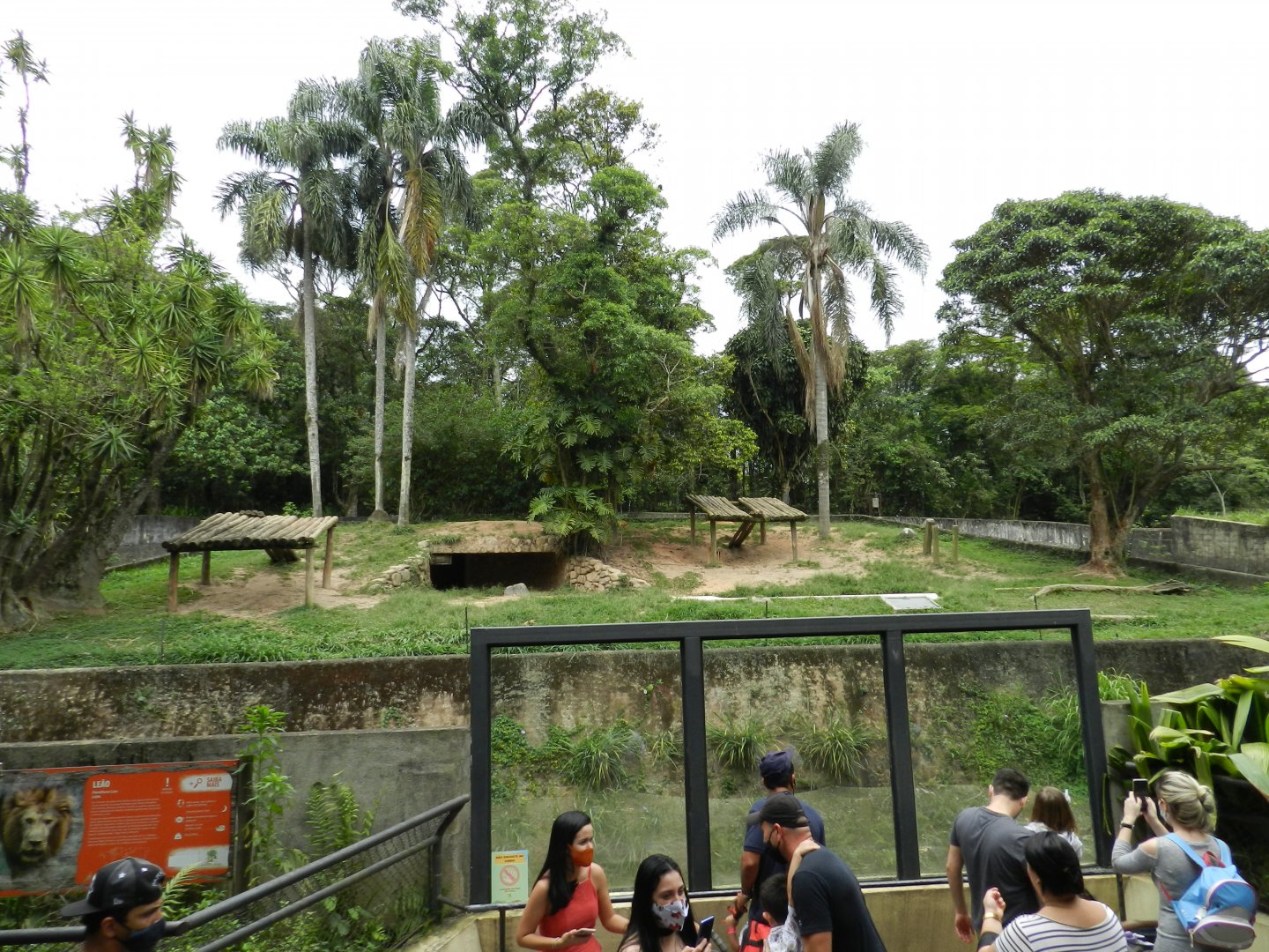 African lion exhibit - Zoo São Paulo